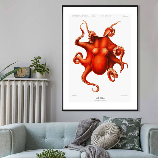 Octopus Vintage Antique Print: Matte / 8 ¼ x 11 ¾ in | 21x30 cm