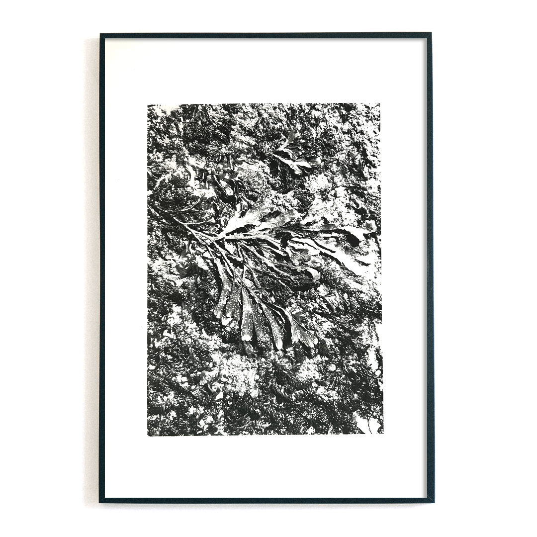 A2 Seaweed