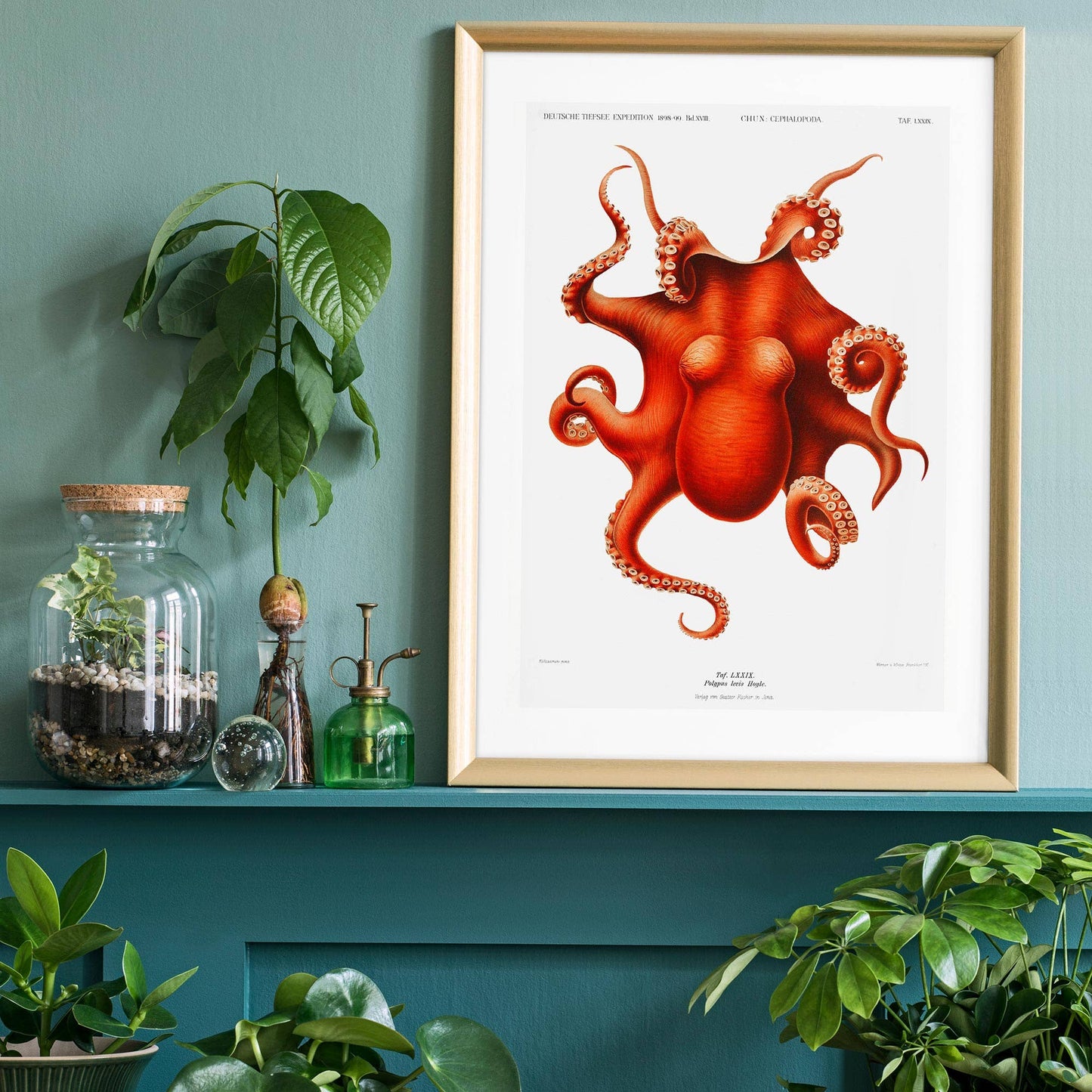 Octopus Vintage Antique Print: Matte / 8 ¼ x 11 ¾ in | 21x30 cm