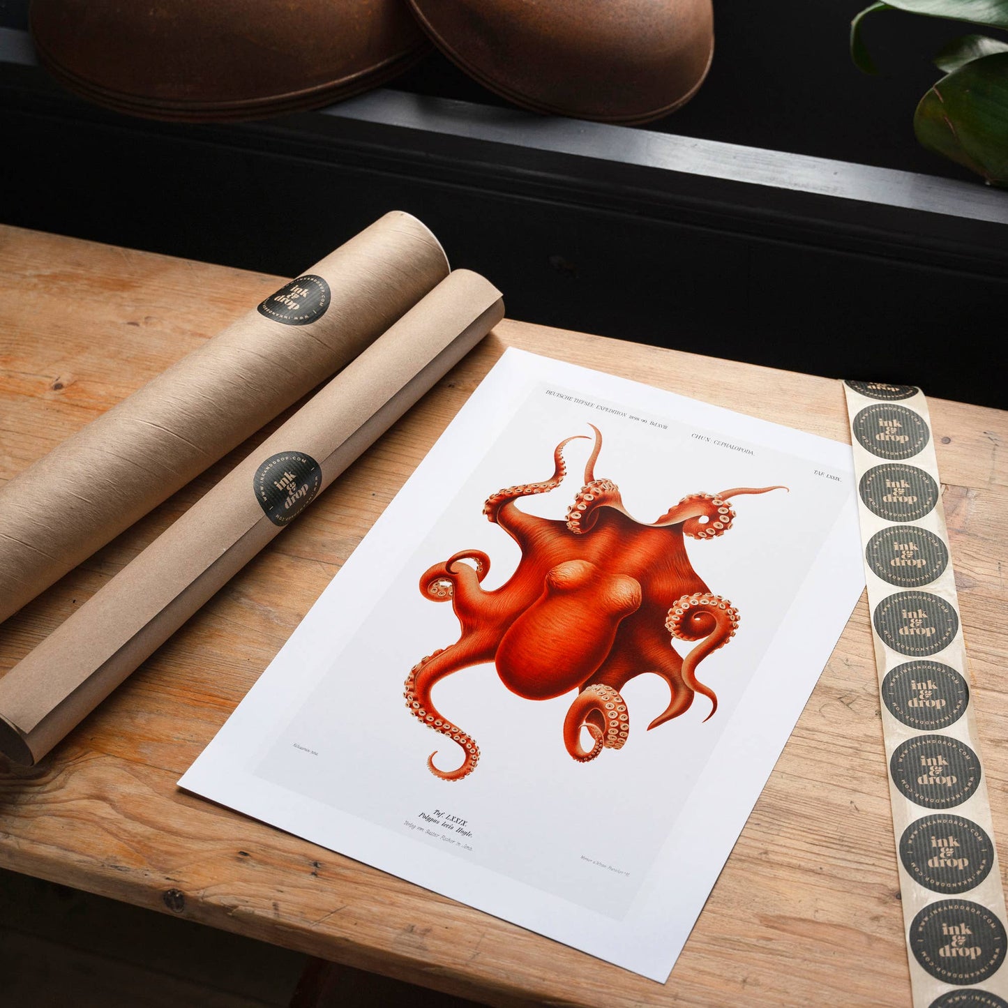 Octopus Vintage Antique Print: Matte / 8 ¼ x 11 ¾ in | 21x30 cm