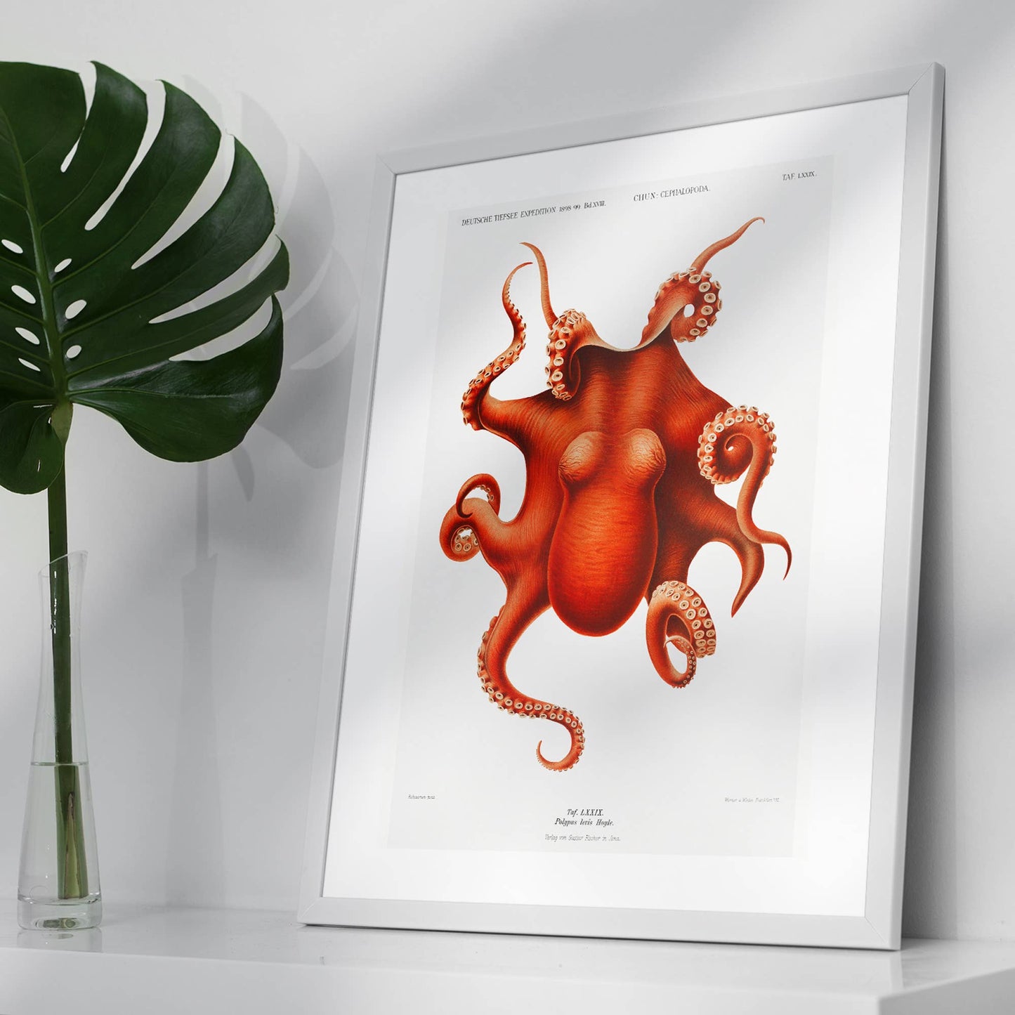 Octopus Vintage Antique Print: Matte / 8 ¼ x 11 ¾ in | 21x30 cm