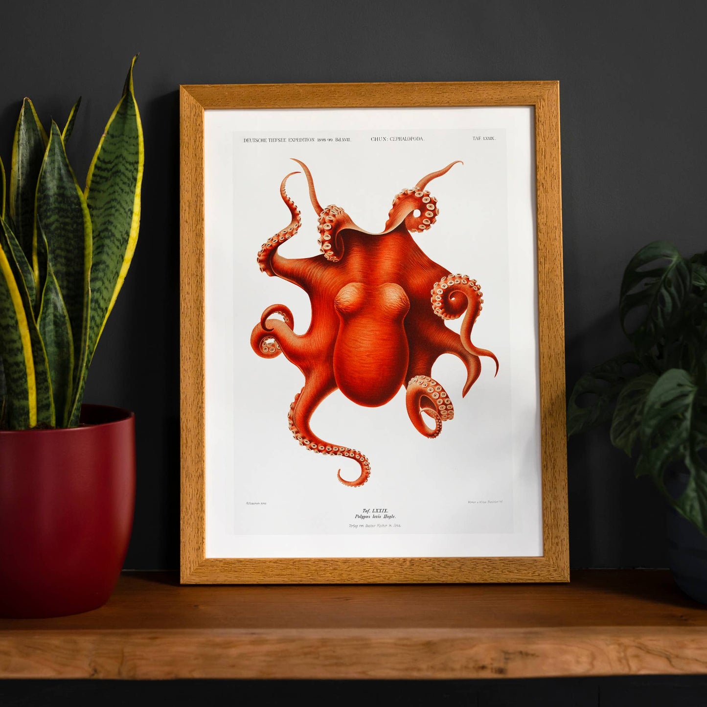 Octopus Vintage Antique Print: Matte / 8 ¼ x 11 ¾ in | 21x30 cm