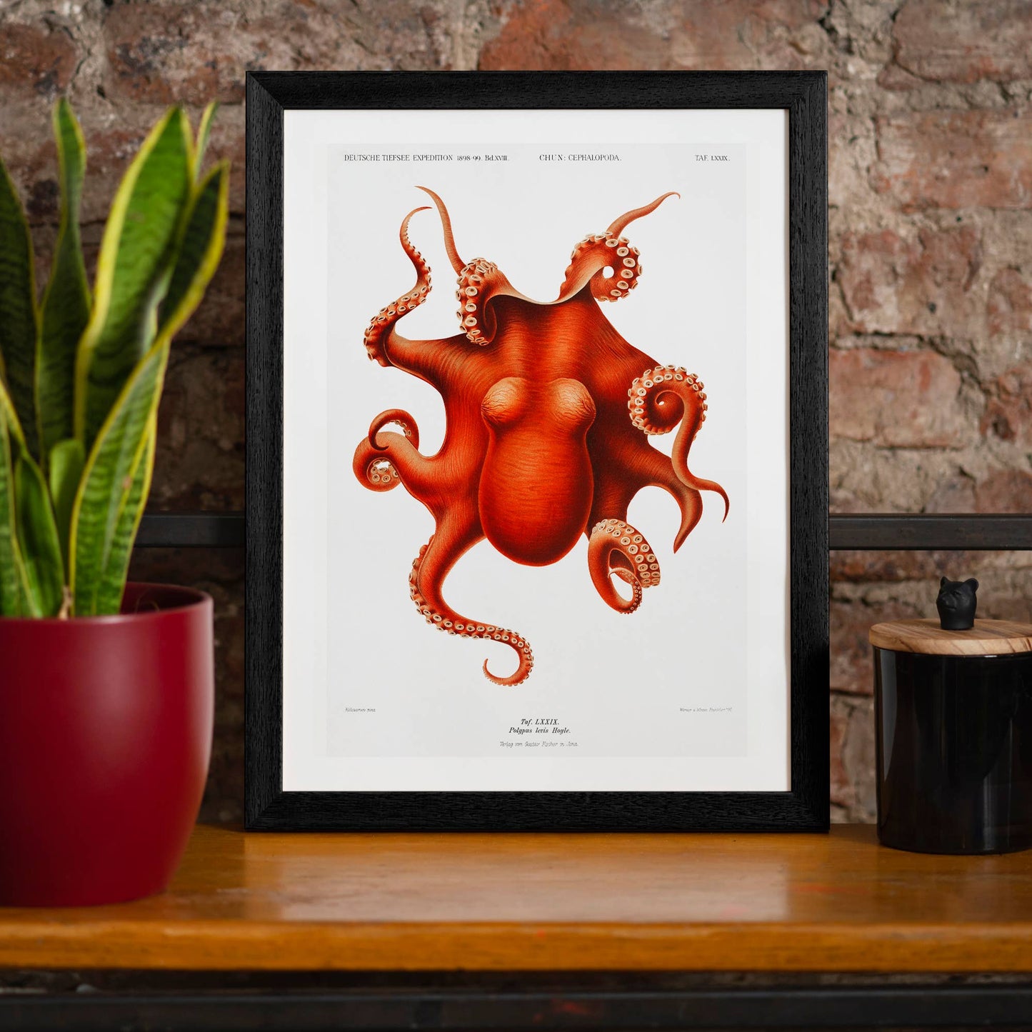 Octopus Vintage Antique Print: Matte / 8 ¼ x 11 ¾ in | 21x30 cm